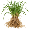 VETIVER